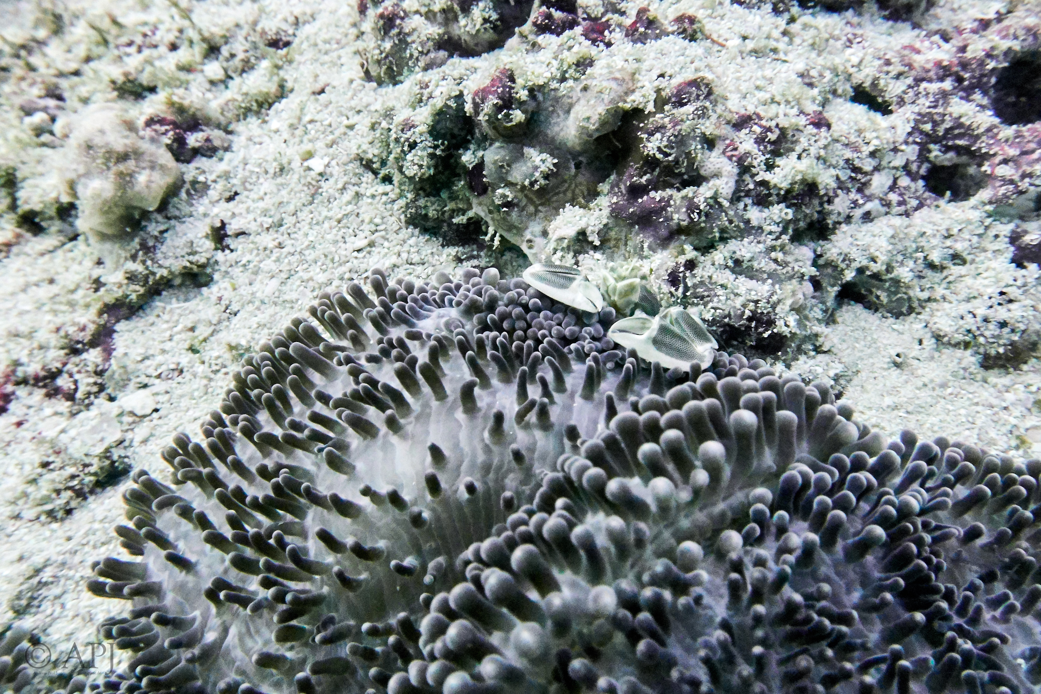 000951 16 08 17  Canon PowerShot G7 X Mark II   Malediven2017